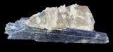 Vibrant Blue Kyanite Crystal In Quartz - Brazil #56929-1